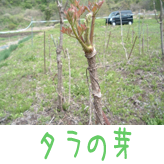 タラの芽