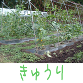 キュウリ